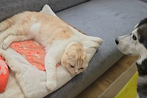 猫を見る犬