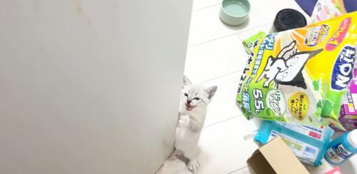 扉の横に立っている子猫