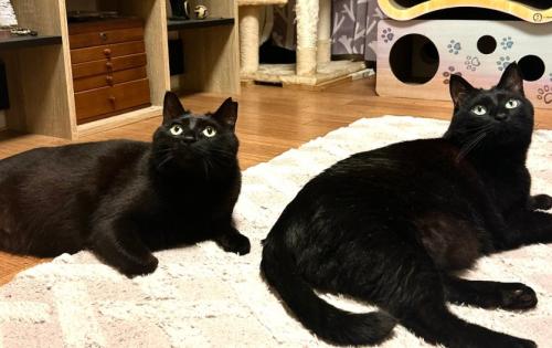 2匹で並ぶ猫