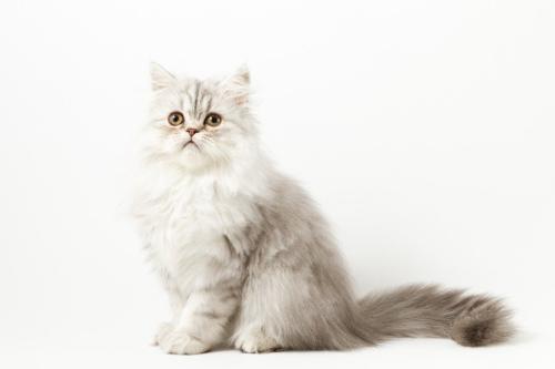 かわいい子猫