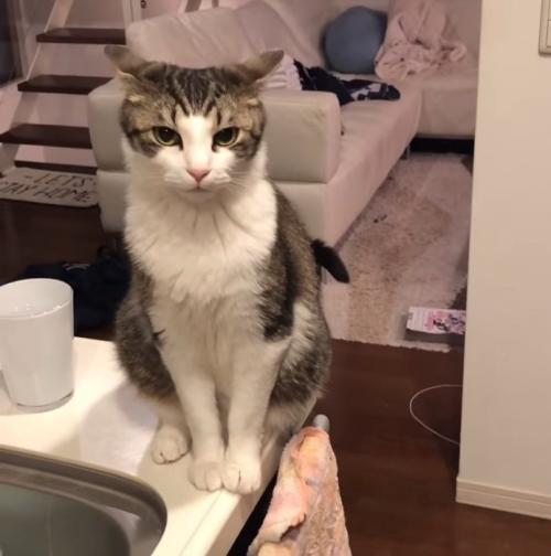 お座りする猫