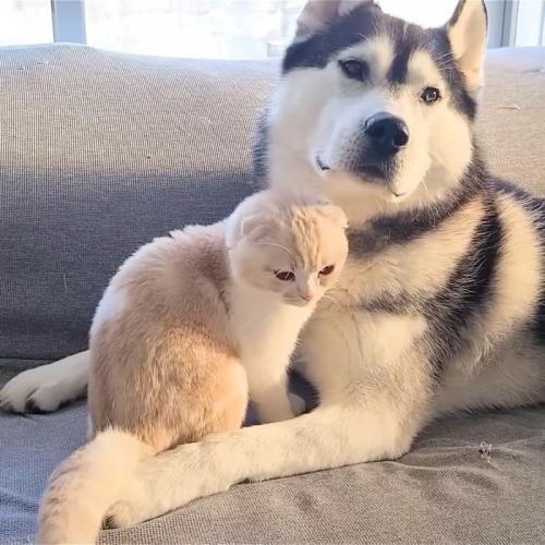犬の顔の前に座って下を見る猫