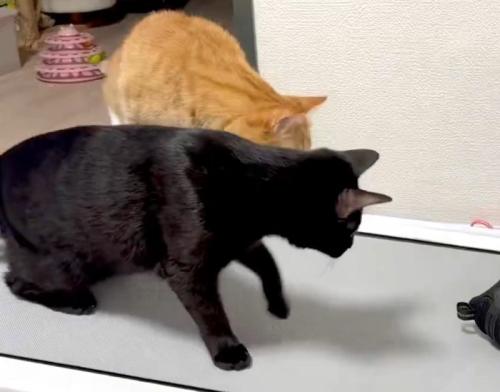2匹の猫