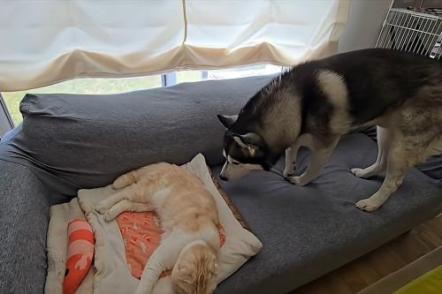 猫に顔を近づけて見ている犬