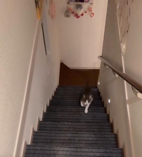 階段をのぼってくる猫2