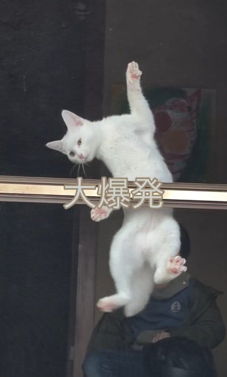 必死な猫