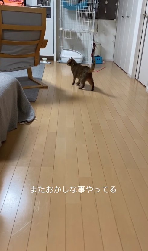 画面奥で立っている茶色い猫