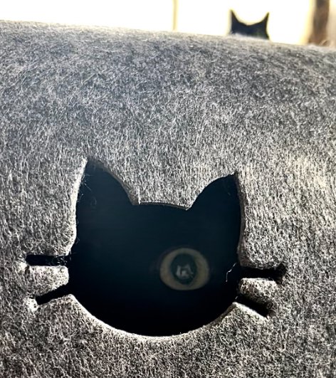 小窓から覗く猫の目と後方に飛び出している猫の耳