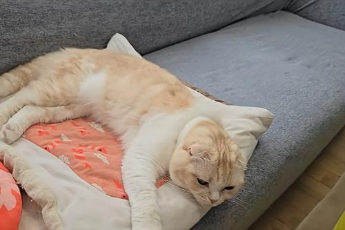 寝ている猫