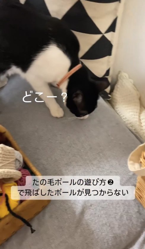 ソファの上でボールを探しているハチワレ猫「どこー？」