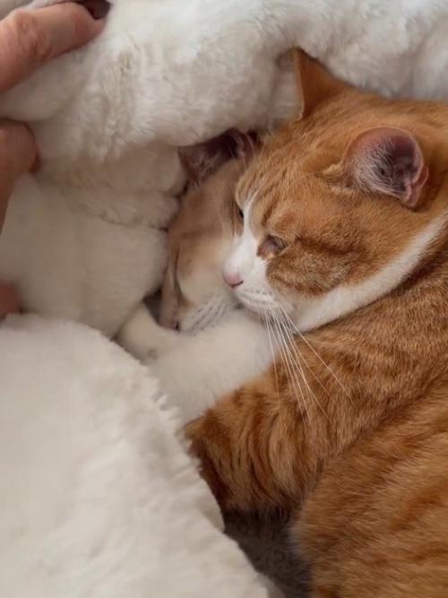 重なってる2匹の猫