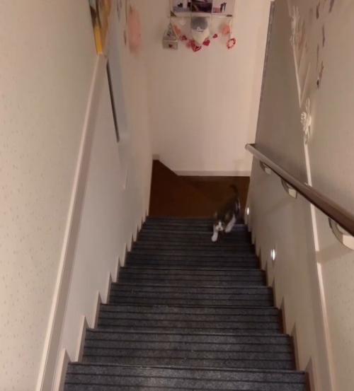 階段をのぼってくる猫1