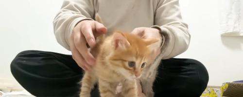 餌の前に立っている子猫