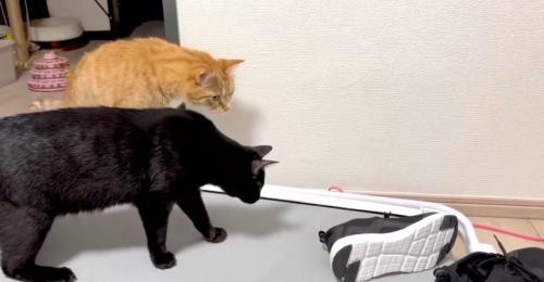 2匹の猫とスニーカー