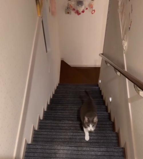 階段をのぼってくる猫3