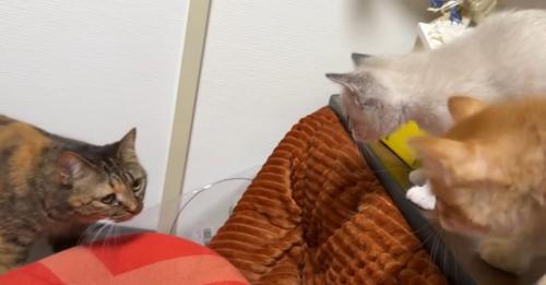 歩いている猫とそれを見ている2匹の子猫