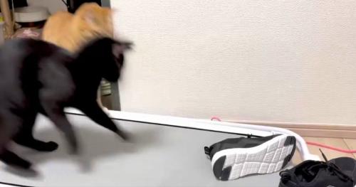 2匹の猫とスニーカー