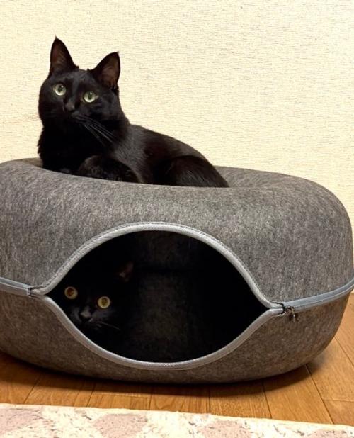 ドーム型ベッドの上に乗る猫と中に入る猫