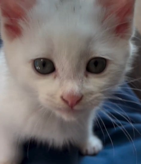 カメラ目線の猫