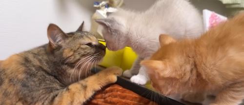 箱の中で遊んでいる子猫