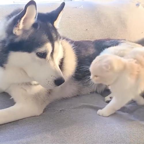 犬の顔の近くに移動する猫