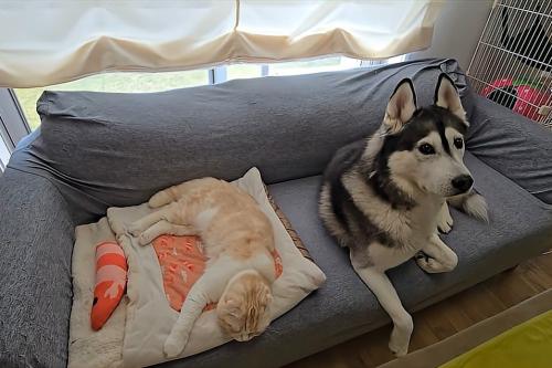 猫の隣に座る犬
