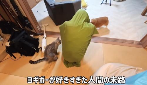 集まる猫と犬