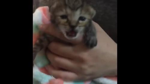 鳴いている子猫