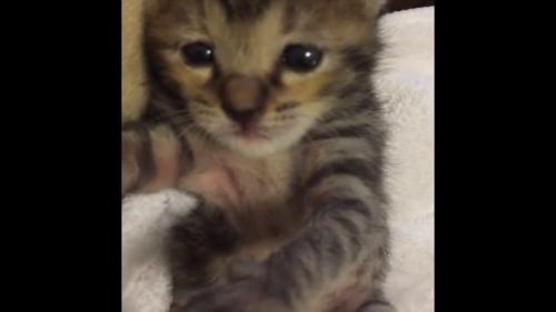 眠そうな顔の子猫