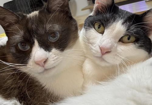 くっつく2匹の猫