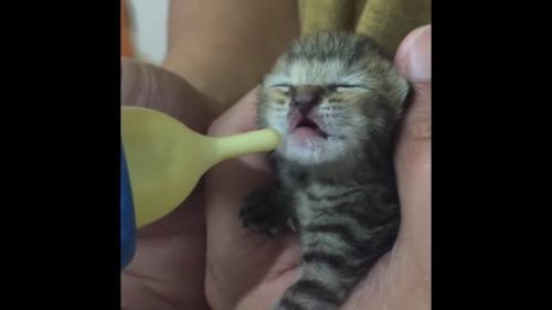 ミルクを飲み終わった子猫