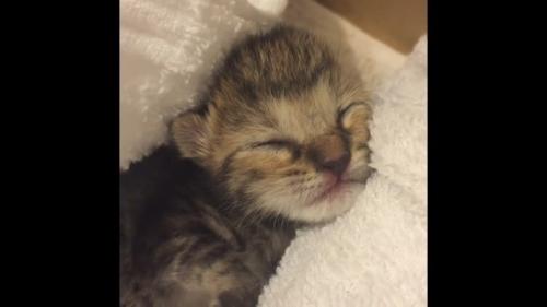 寝ている子猫