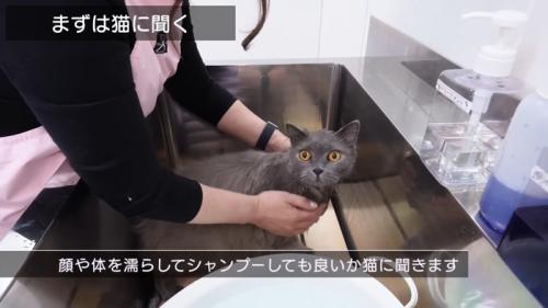 まずは猫に聞く