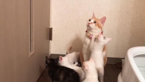 ドアを見る成猫