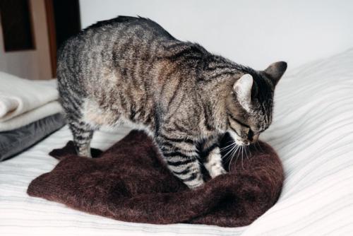 毛布をふみふみする猫
