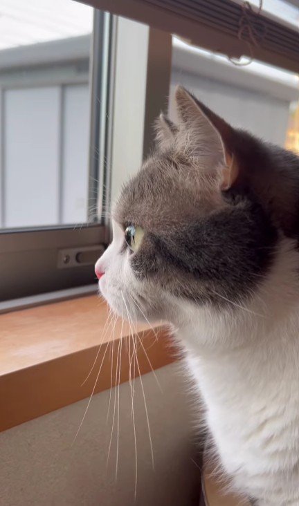 窓から外を見ている猫