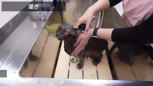 濯ぎ