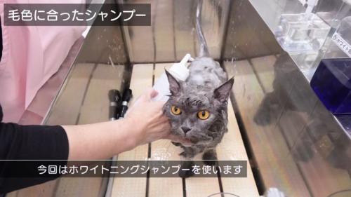 毛色に合ったシャンプー