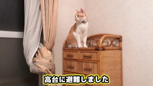 家具の上に乗った成猫