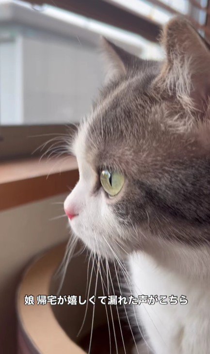 窓から外を見ている猫