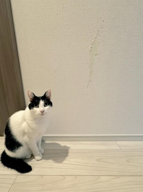 壁の前で座る猫
