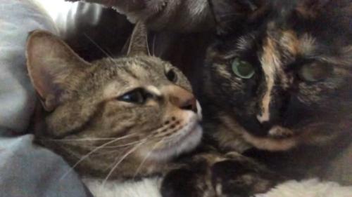 くっついている2匹の猫