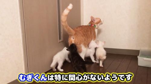 子猫に囲まれる成猫