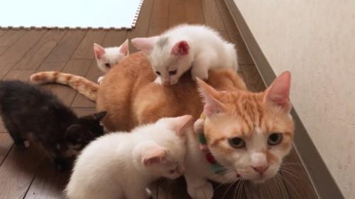 背中に子猫が乗ってる成猫