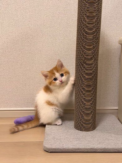 こちらを見る猫