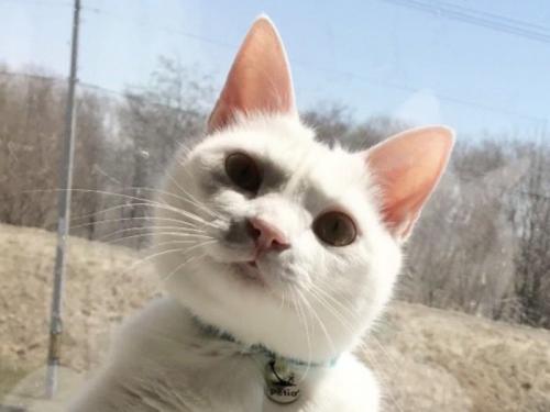 ドヤ顔の猫