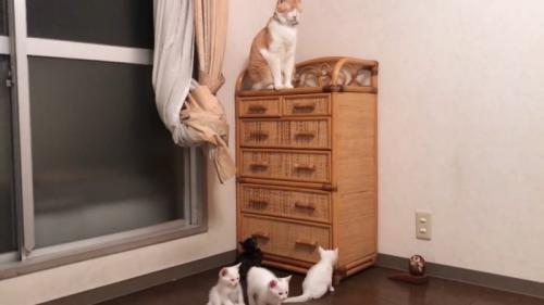 家具の上にいる成猫と下にいる子猫たち