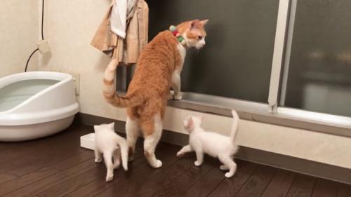 窓際にいる猫たち