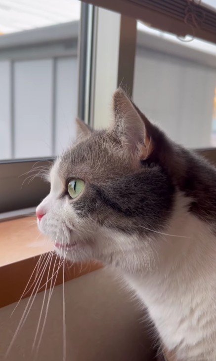 窓から外を見ている猫
