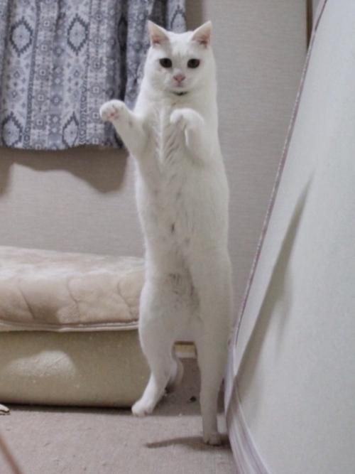 片足立ちする猫